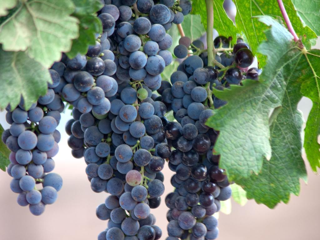 Encuentro Guadalupe 호텔 외부 사진